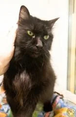 A senior medium-sized male Black Domestic Medium Hair cat named Zack for adoption in Potsdam, NY