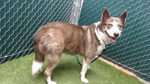 An adult medium-sized female Siberian Husky dog named A for adoption in Downey, CA