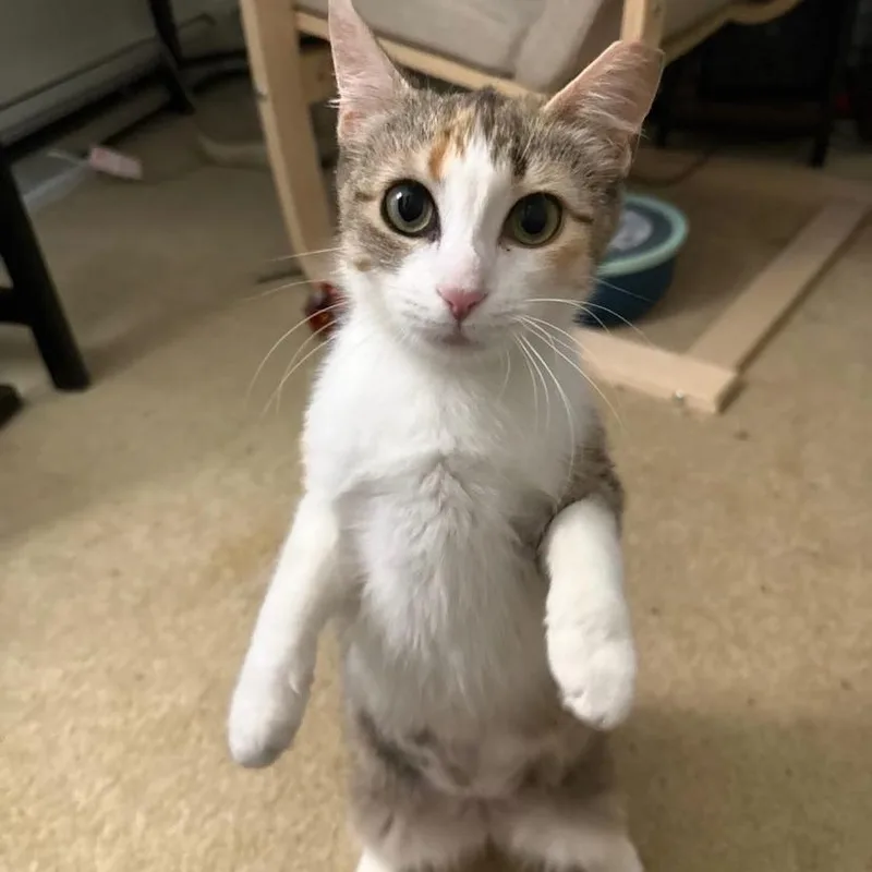 A baby medium-sized female Calico Domestic Short Hair cat named Lily for adoption in Philadelphia, PA