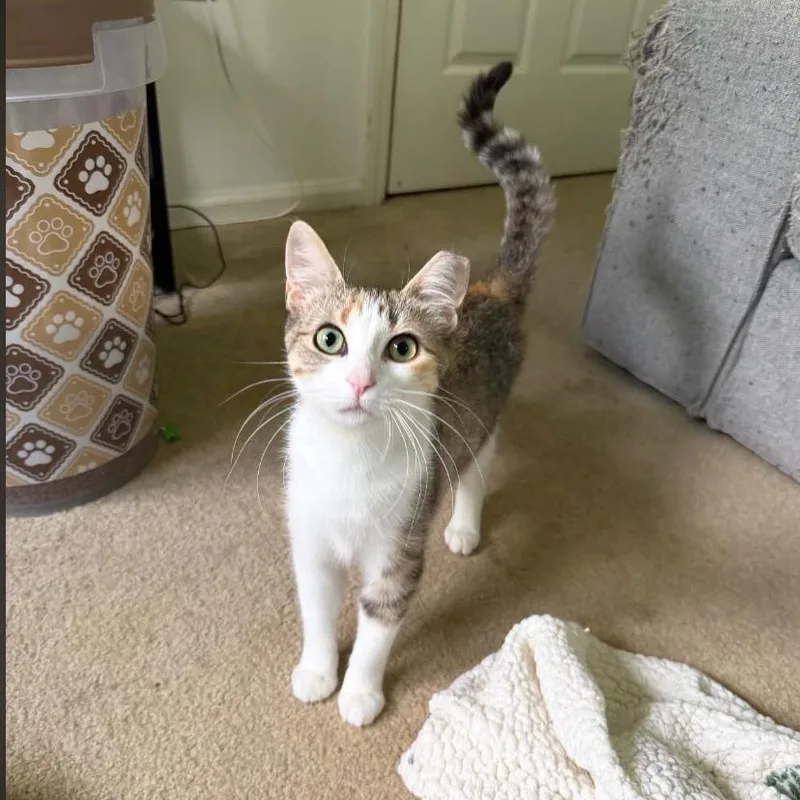 Lily thumbnail 2