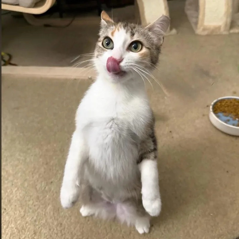 Lily thumbnail 3