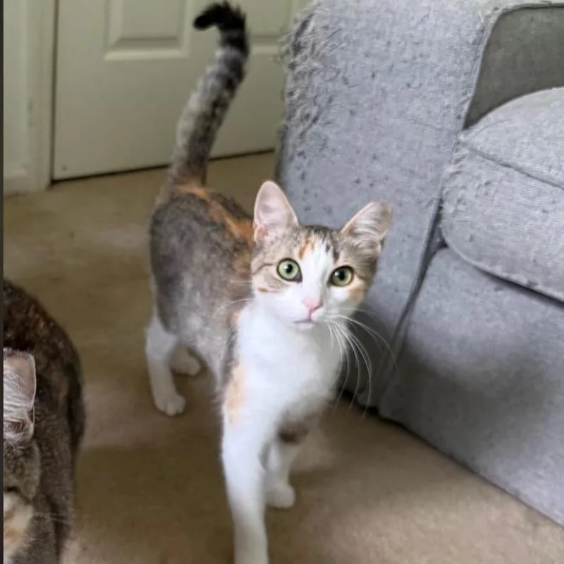 Lily thumbnail 4