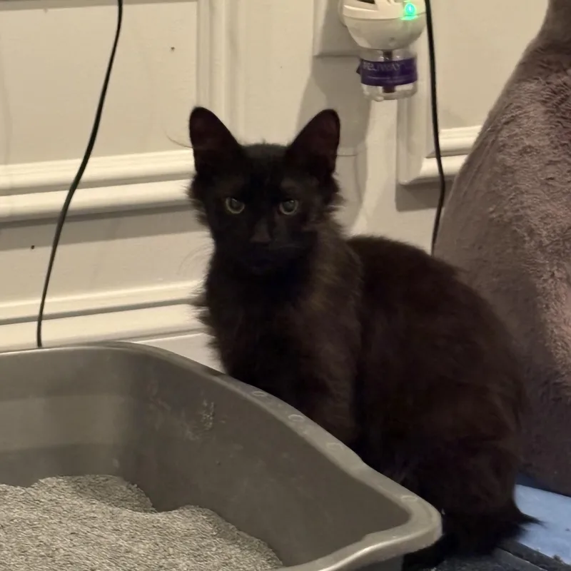A baby small-sized male Black Domestic Long Hair cat named Sage for adoption in Wanaque, NJ