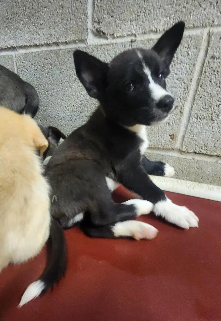 A baby medium-sized male Shepherd dog named Stratus for adoption in Athens, AL