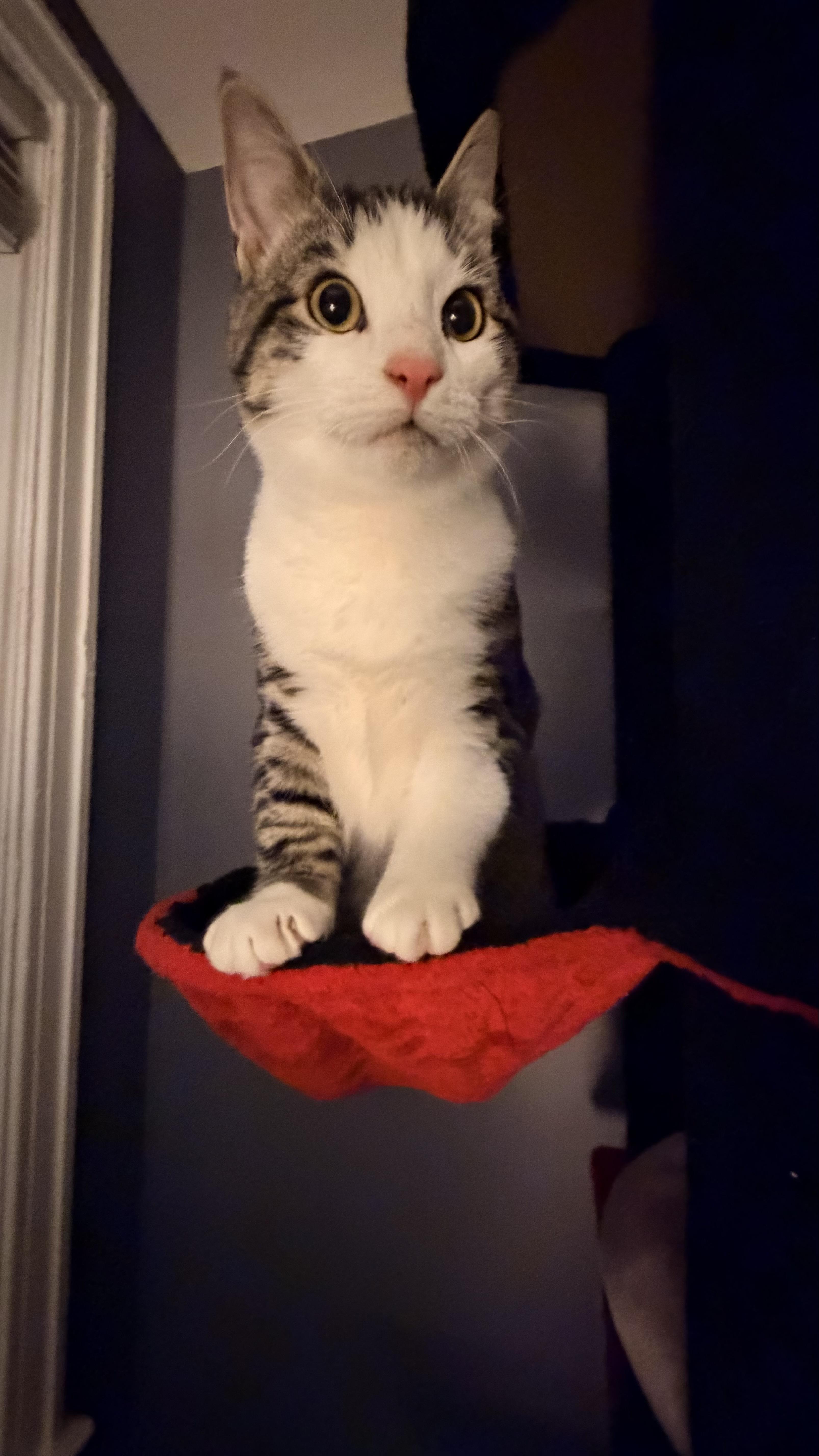 Hiccup And Toothless thumbnail 2