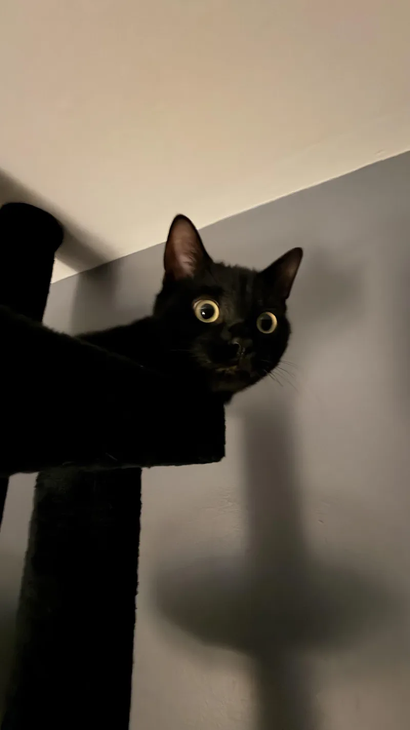 Hiccup And Toothless thumbnail 3