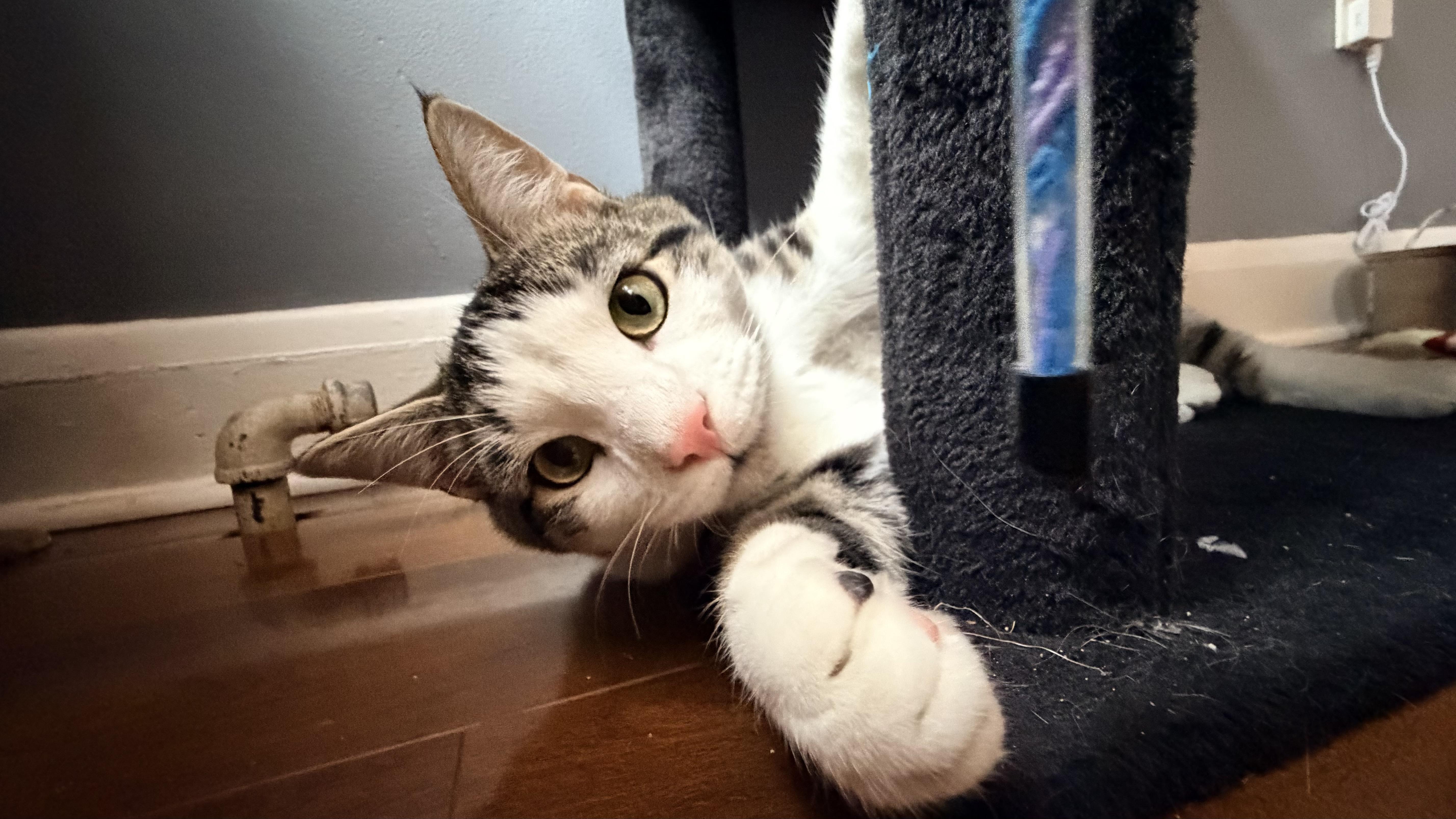 Hiccup And Toothless thumbnail 4