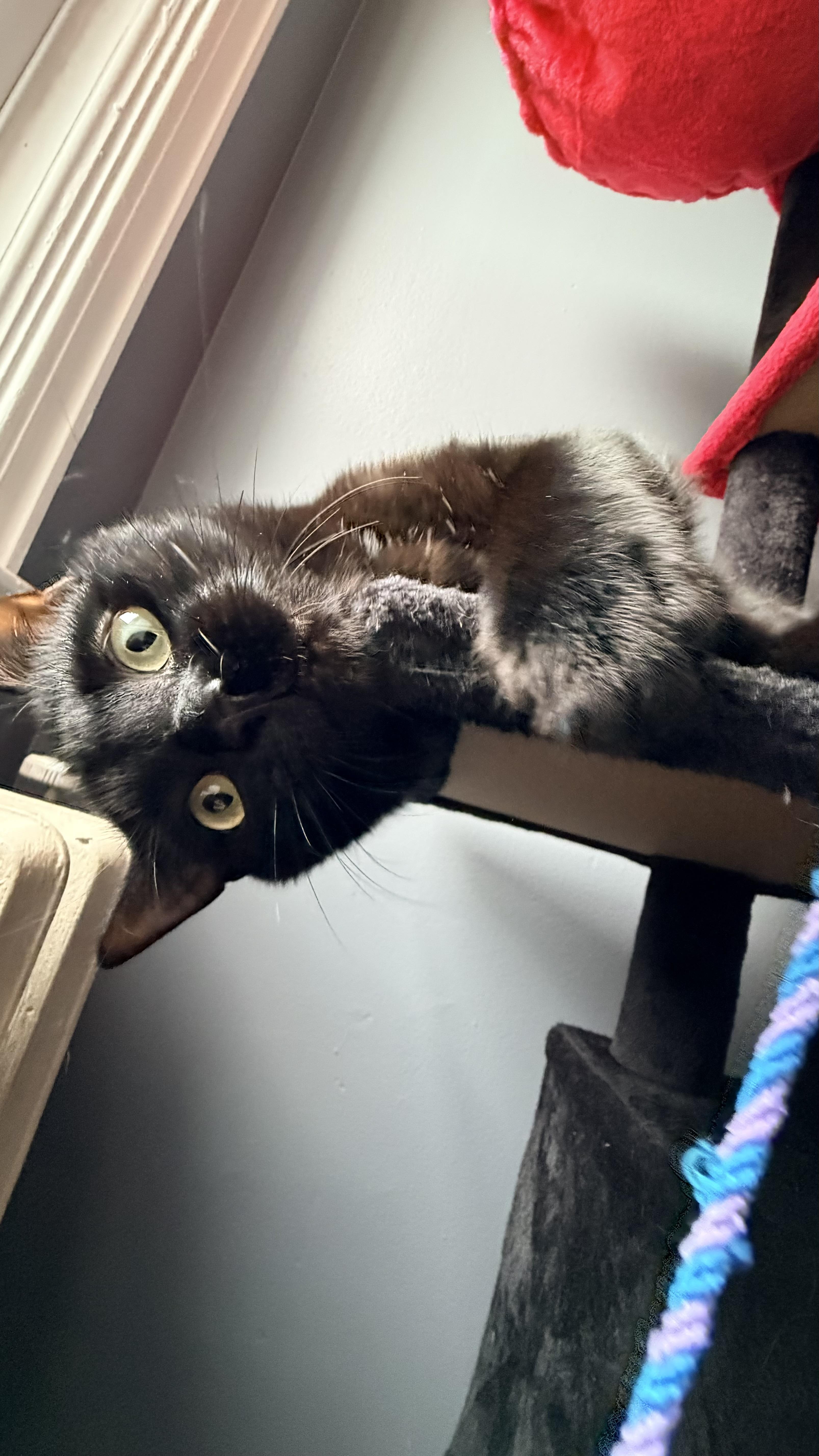 Hiccup And Toothless thumbnail 5