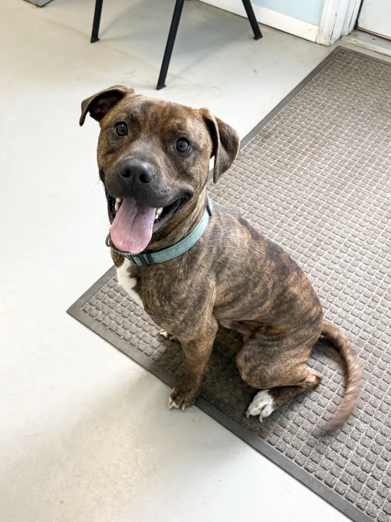 A young medium-sized male Pit Bull Terrier dog named Jax for adoption in Big Rapids, MI