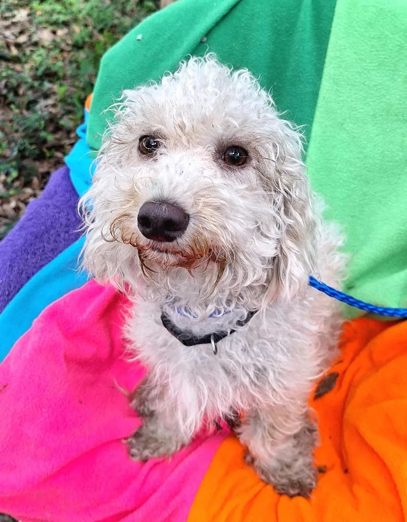 An adult small-sized male White / Cream Poodle dog named Matias BLT for adoption in Missouri City, TX