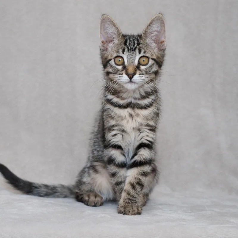 A baby small-sized female Brown / Chocolate Domestic Short Hair cat named Borscht for adoption in Sunnyvale, CA