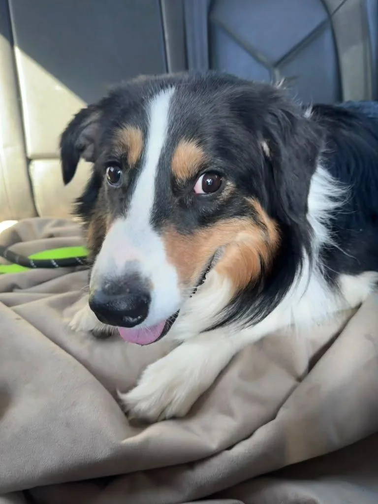 A young medium-sized male Australian Shepherd dog named Buddy for adoption in Coarsegold, CA