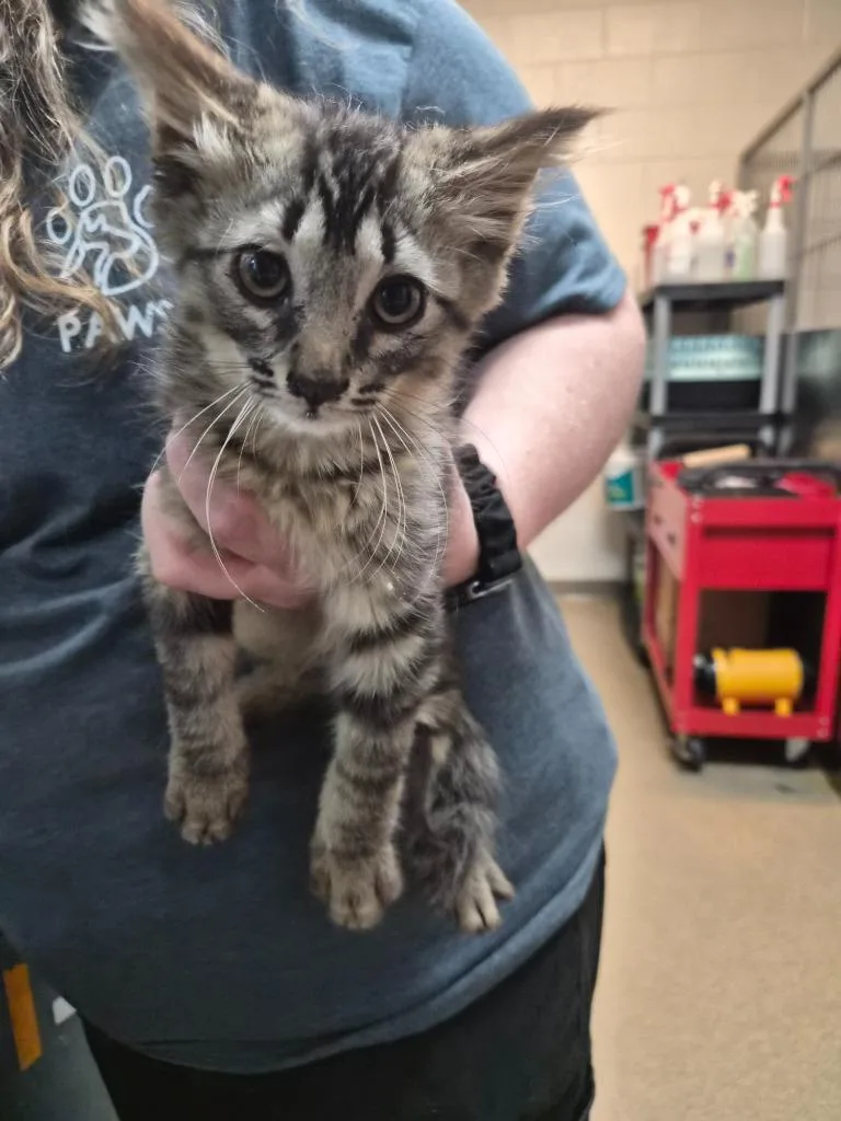 A young small-sized male Domestic Medium Hair cat named The Tabbinator for adoption in Rome, GA