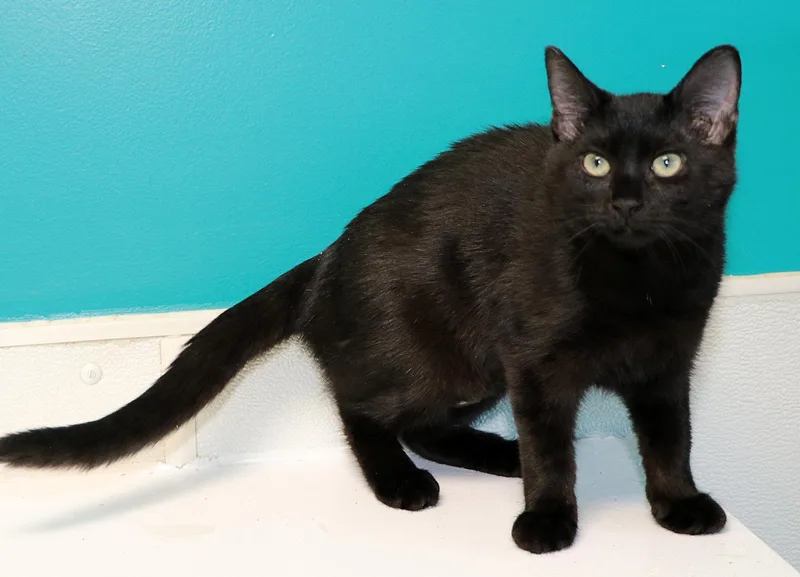 A baby medium-sized female Black Domestic Short Hair cat named Xanadu for adoption in Cincinnati, OH