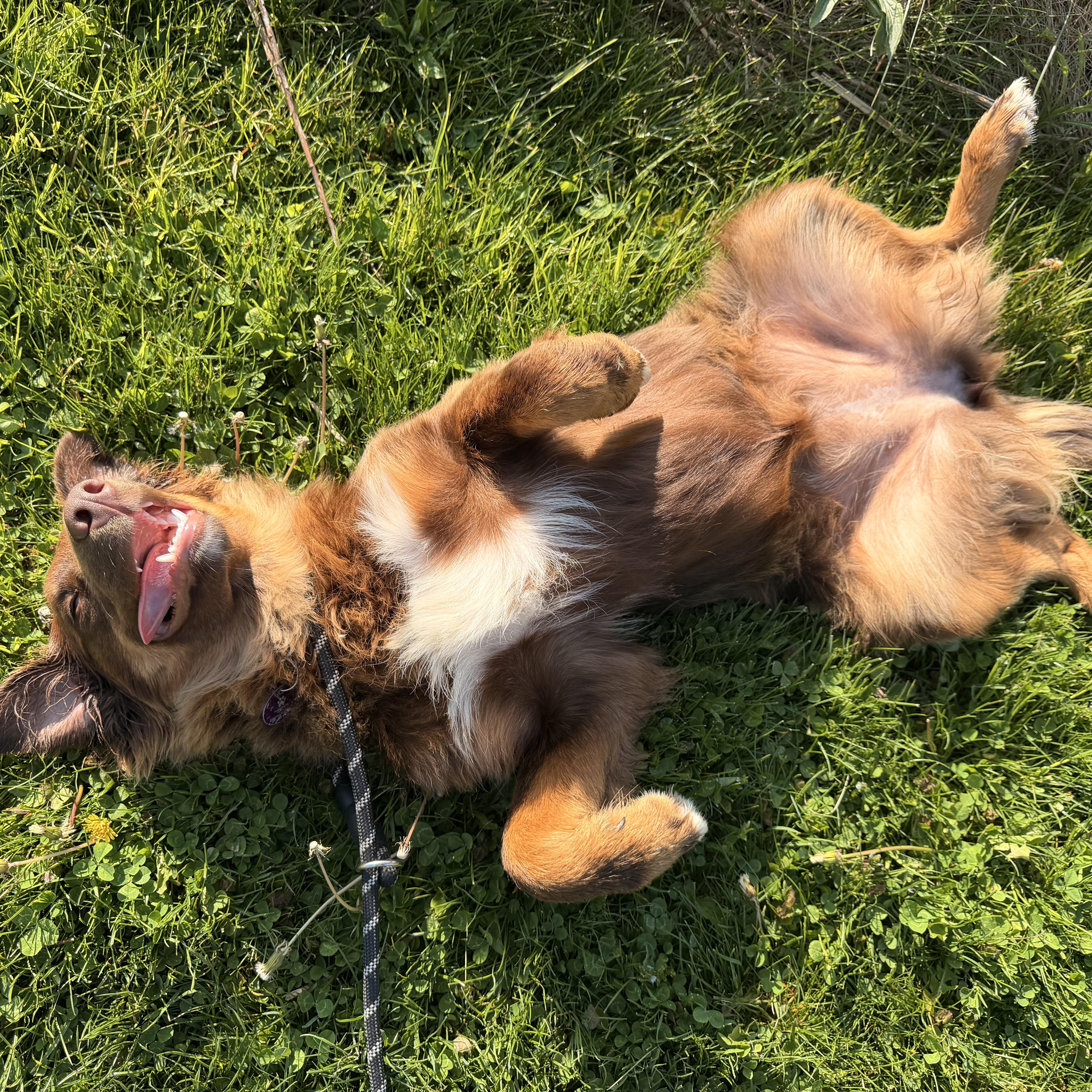 A baby medium-sized female Brown / Chocolate Australian Shepherd dog named Chloe for adoption in Cooperstown, NY