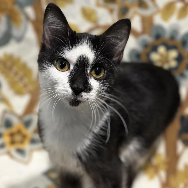 A baby small-sized male Black Domestic Medium Hair cat named Chipotle for adoption in Matteson, IL