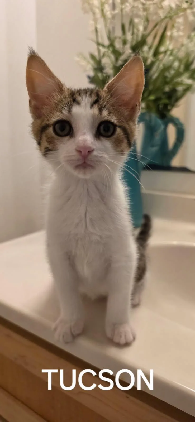 A baby small-sized female Domestic Short Hair cat named Tucson for adoption in Seven Valleys, PA