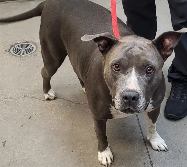 An adult medium-sized female Pit Bull Terrier dog named Gloria for adoption in Tucson, AZ