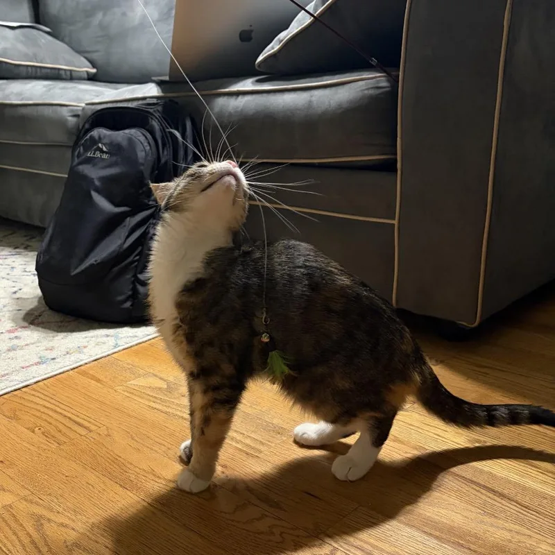 An adult medium-sized female Brown / Chocolate Domestic Short Hair cat named Florence for adoption in Middle Village, NY