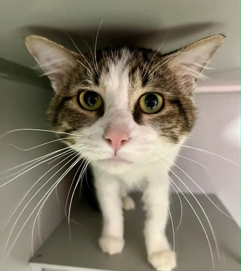 An adult medium-sized male Domestic Short Hair cat named Carver for adoption in Moundsville, WV