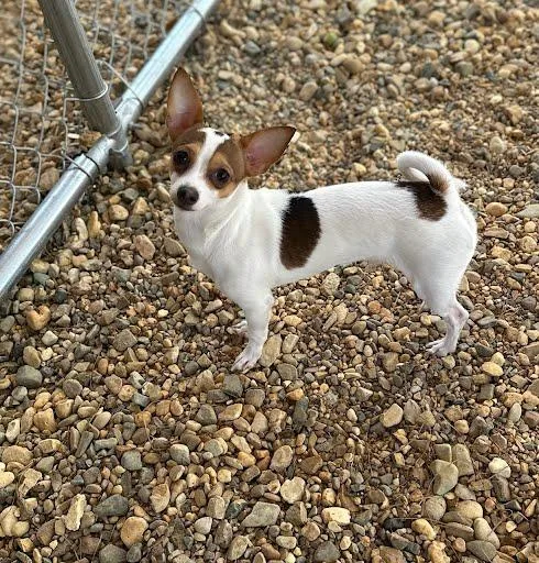 A young small-sized male Chihuahua dog named Merlin for adoption in Marshall, TX