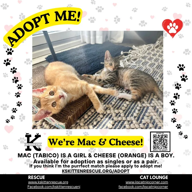 A baby medium-sized male Orange & White Domestic Short Hair cat named Cheese for adoption in Brick, NJ