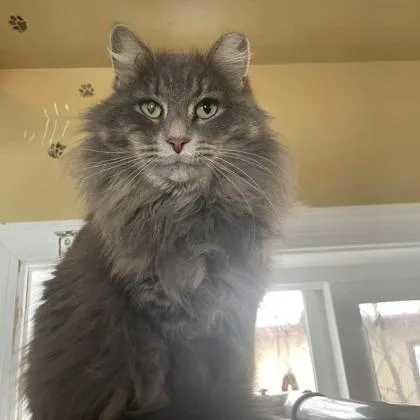 A young small-sized female Domestic Medium Hair cat named Minerva for adoption in Bloomsburg, PA