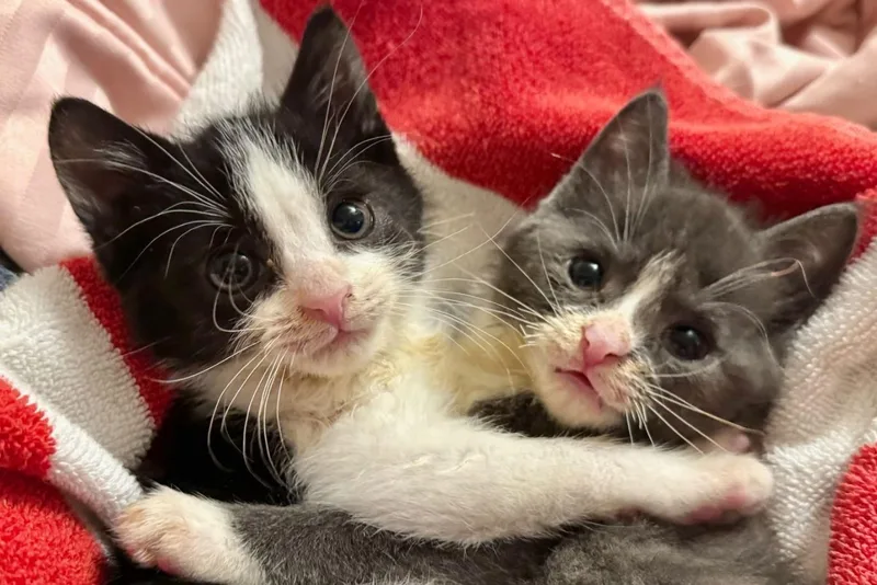 Domino & Jenga thumbnail 2