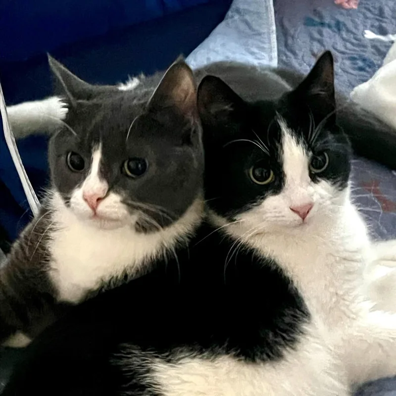 Domino & Jenga thumbnail 3