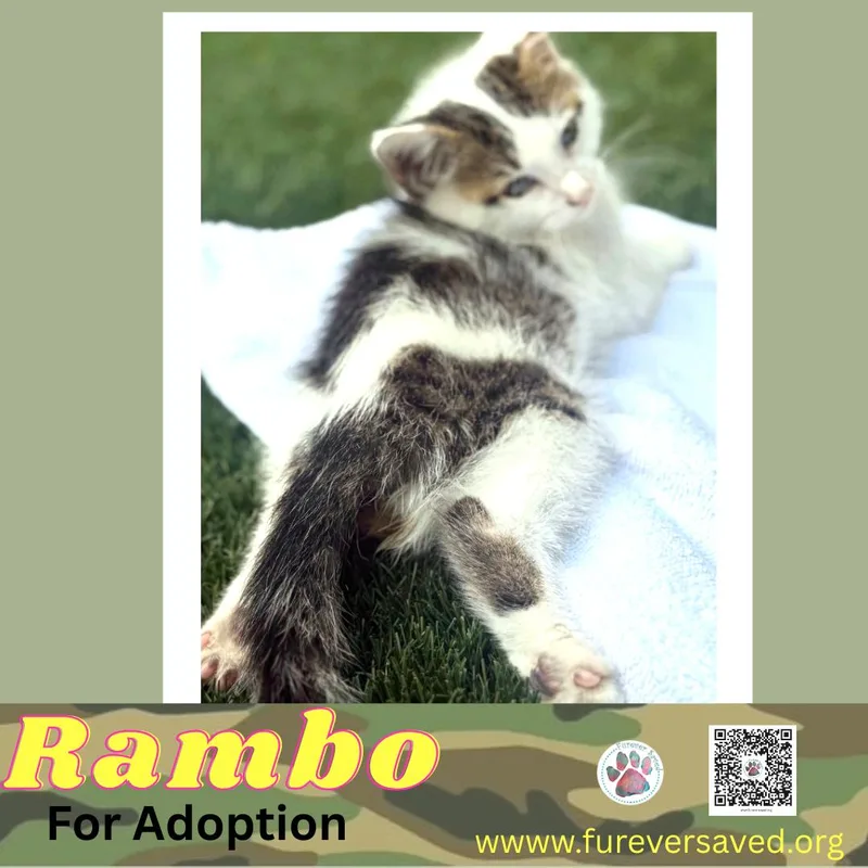 A baby small-sized male White Domestic Short Hair cat named Rambo for adoption in Miami, FL