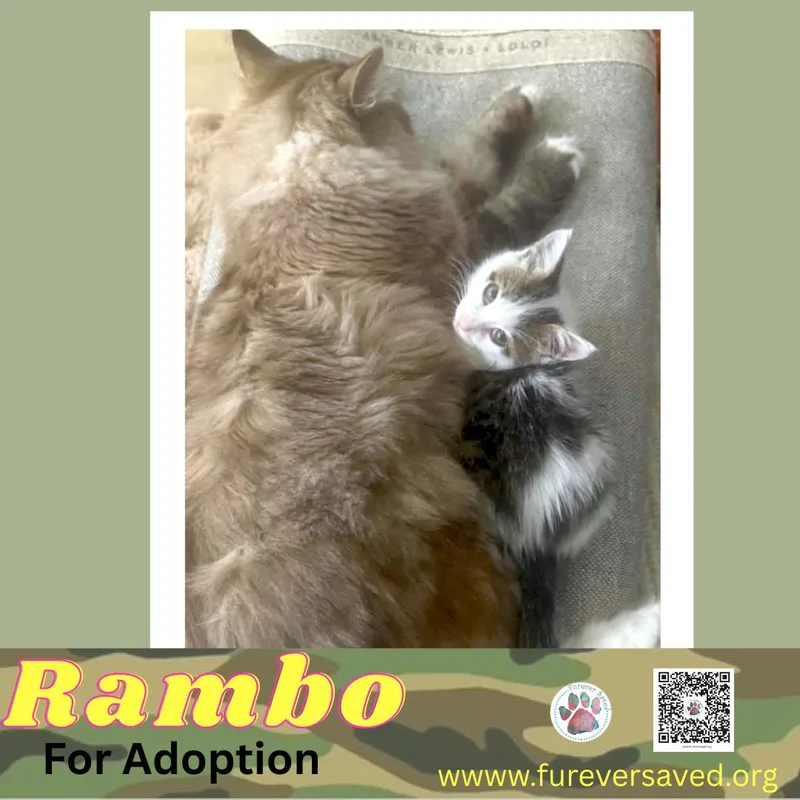 Rambo thumbnail 4