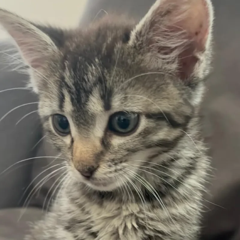 A baby small-sized female Brown / Chocolate Domestic Short Hair cat named Acorn for adoption in Austin, TX