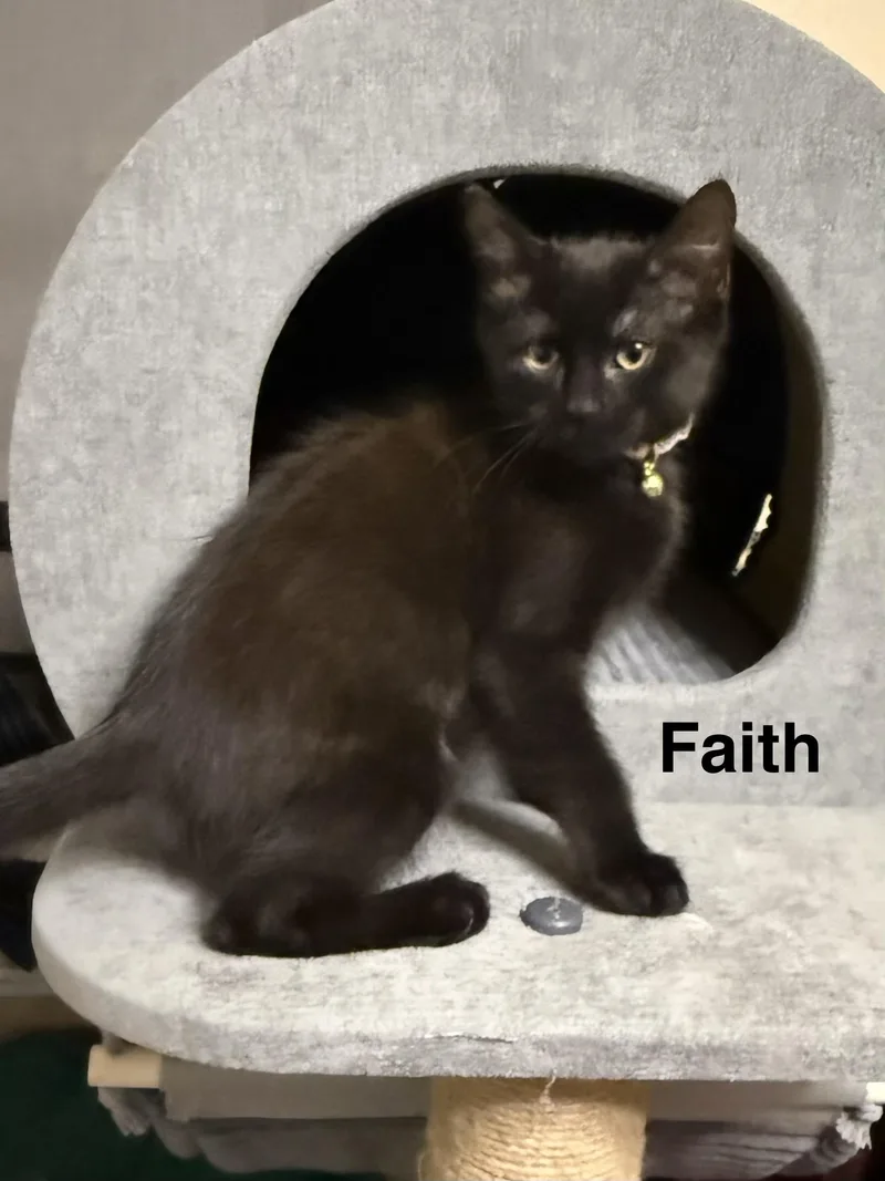 A baby medium-sized female Black Domestic Medium Hair cat named Faith for adoption in Oakley, CA