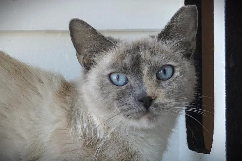 An adult medium-sized female Siamese cat named Ceviche for adoption in Fountain Hills, AZ