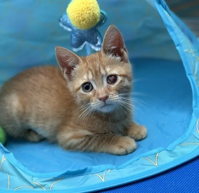 A baby small-sized female Domestic Short Hair cat named Cheerio for adoption in Upper Marlboro, MD