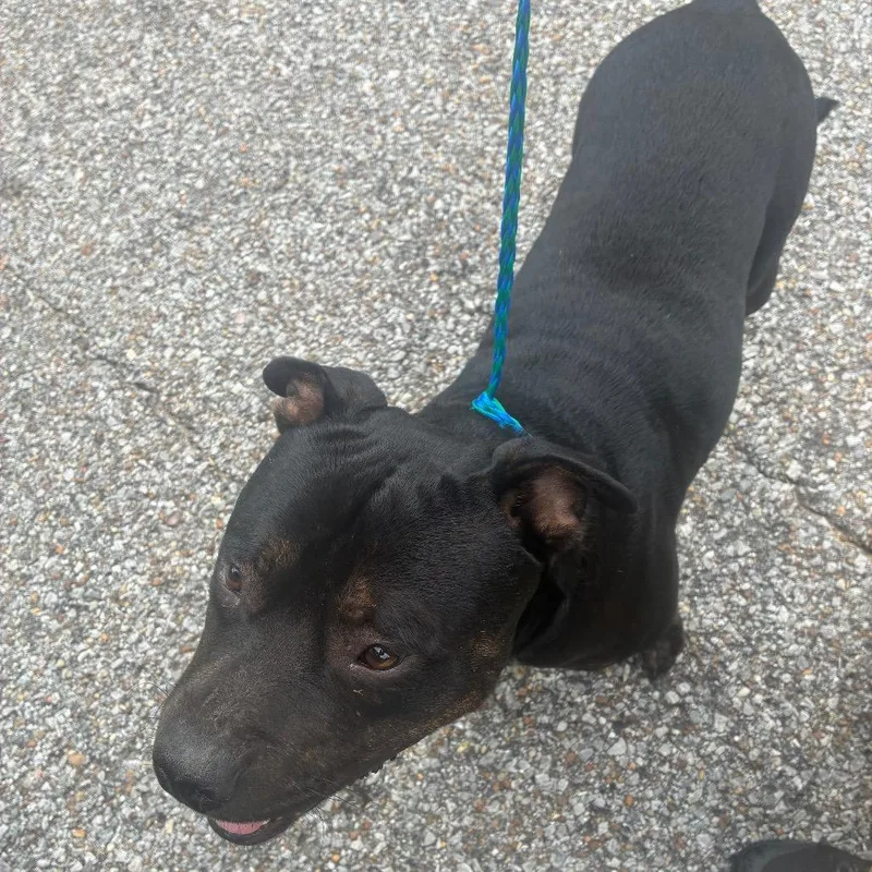 A young medium-sized male Black Terrier dog named Enzo for adoption in Montgomery, AL