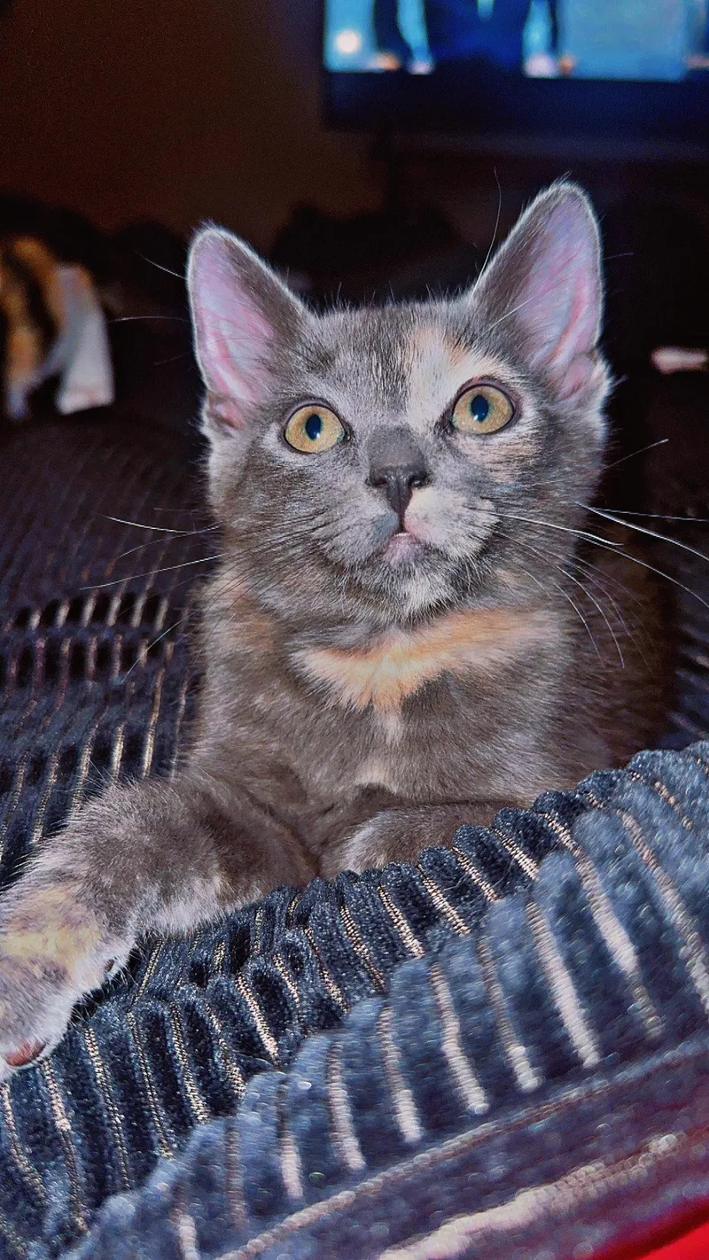 Pixie
