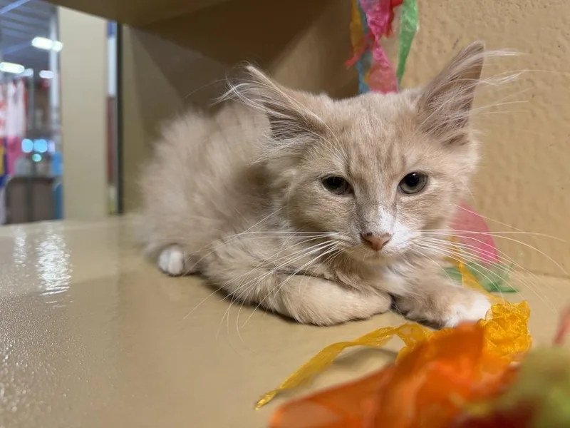 A baby small-sized male Domestic Medium Hair cat named Puma for adoption in Carrollton, VA