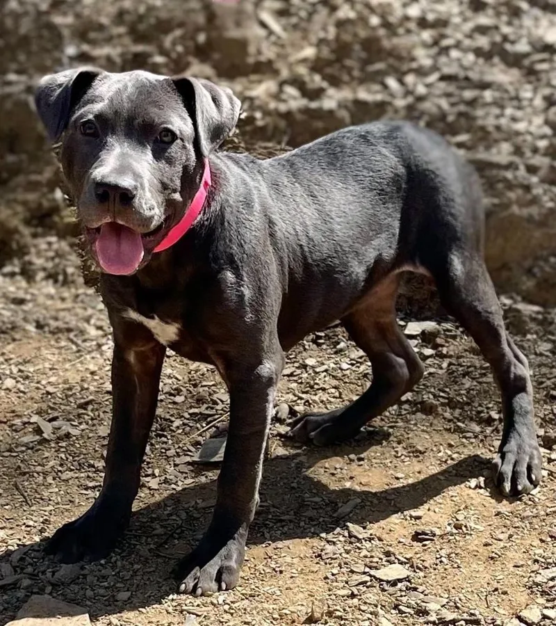 A baby medium-sized female Gray / Blue / Silver Pit Bull Terrier dog named Brooklyn for adoption in Jamestown, CA