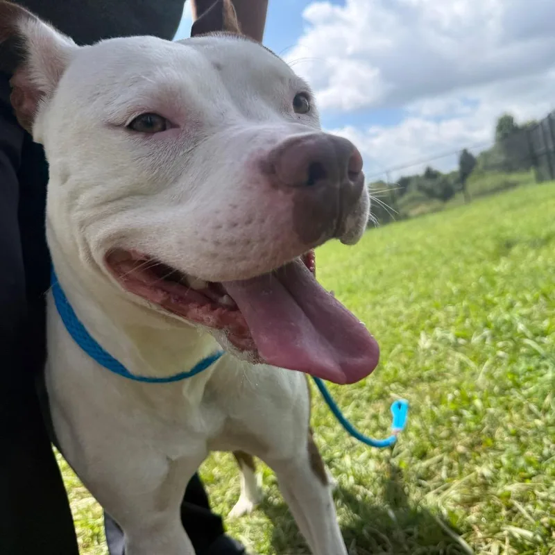 An adult large-sized male White / Cream Pit Bull Terrier dog named Marlo for adoption in York, PA
