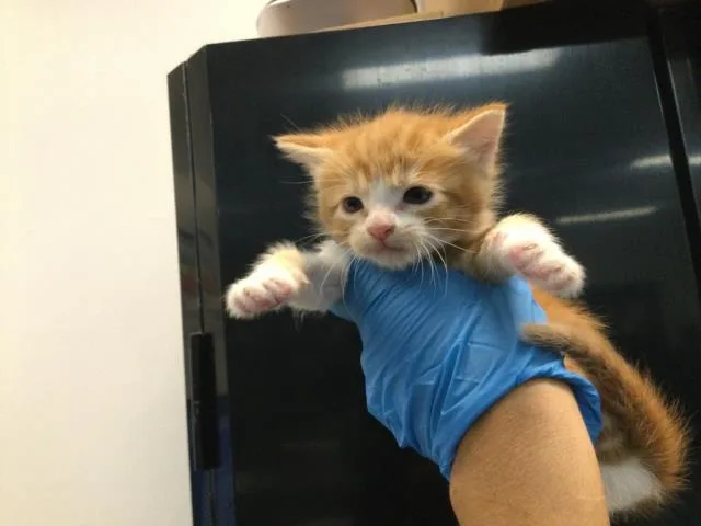 A baby small-sized male Domestic Short Hair cat named A for adoption in Thousand Palms, CA