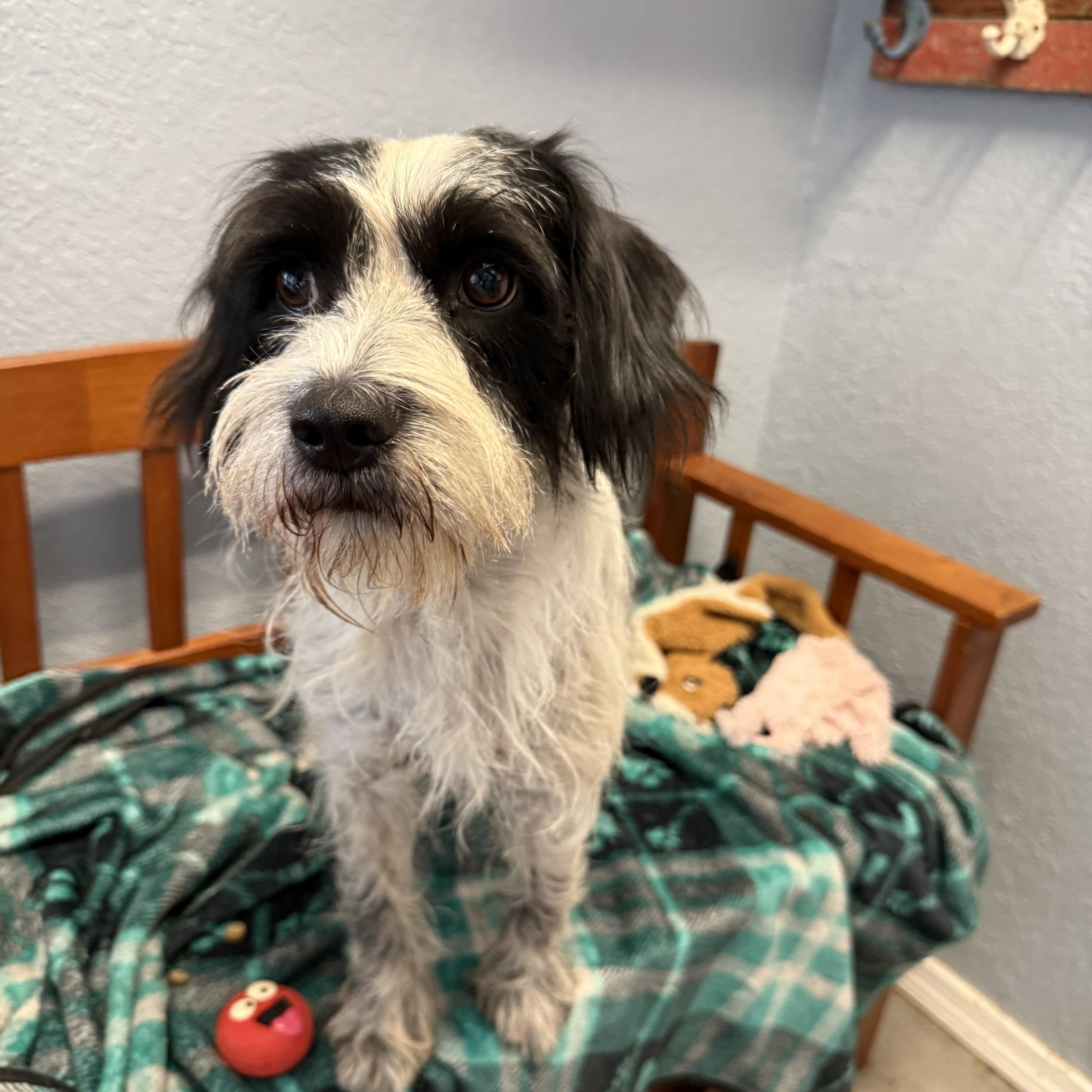 An adult small-sized female Schnauzer dog named Ladybug for adoption in Oklahoma City, OK