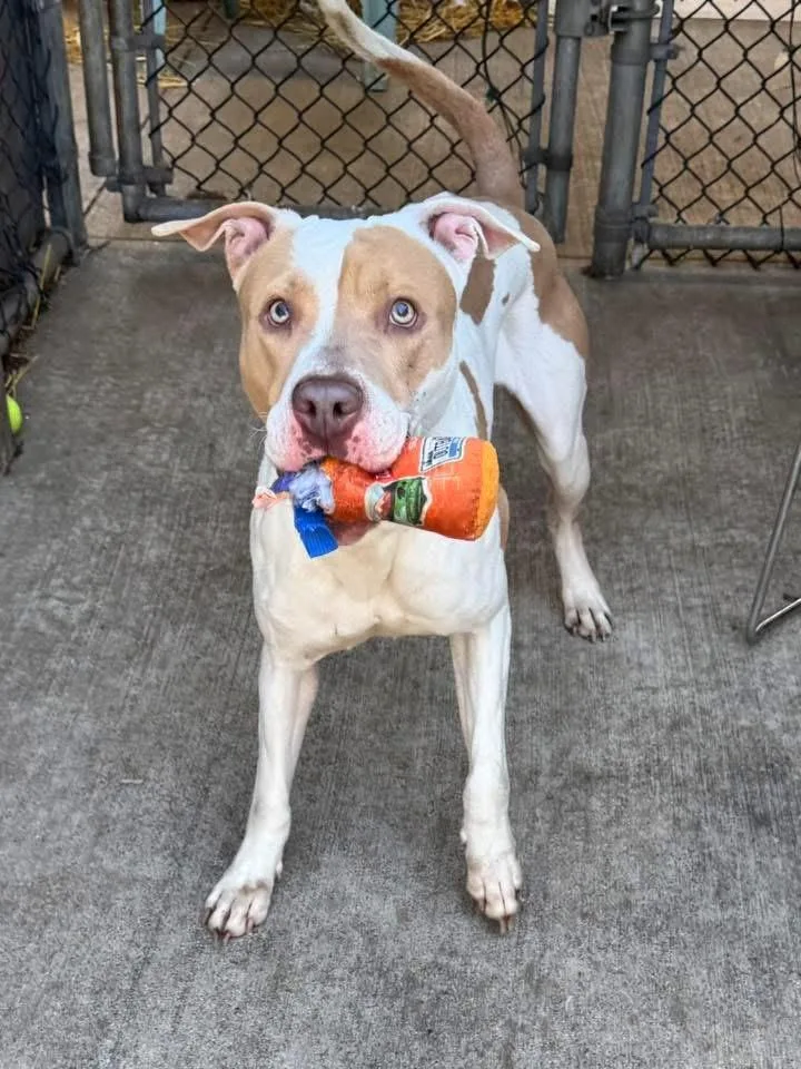 Toulouse thumbnail 2