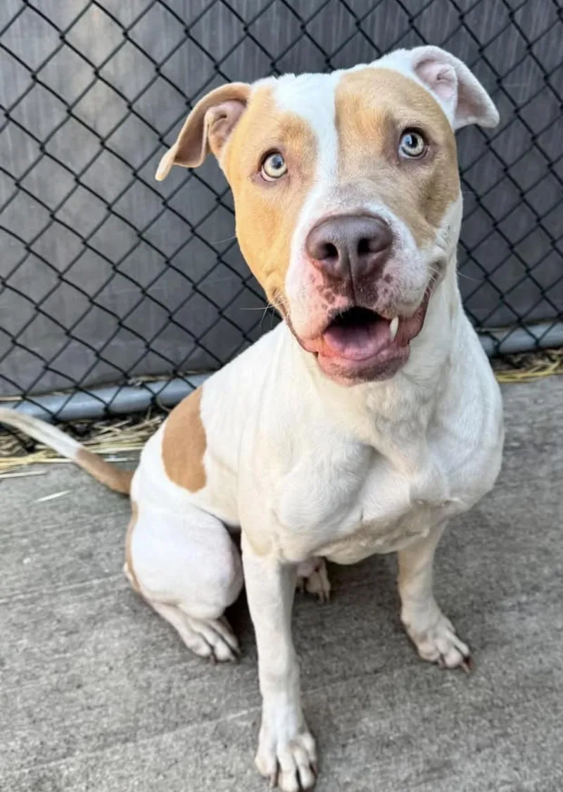 An adult medium-sized male White / Cream Pit Bull Terrier dog named Toulouse for adoption in Chicago, IL