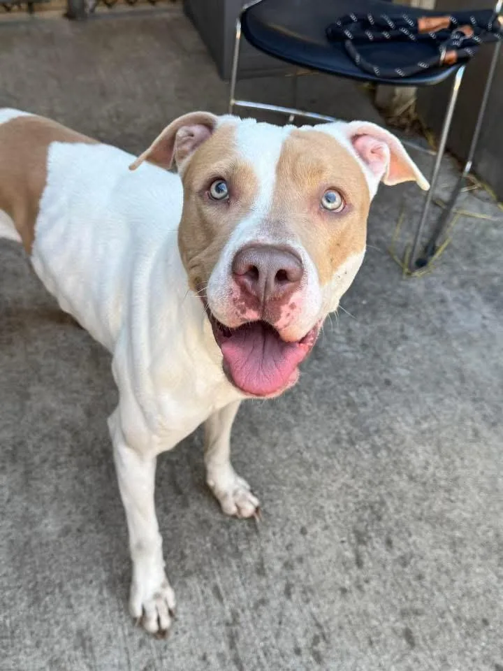 Toulouse thumbnail 3