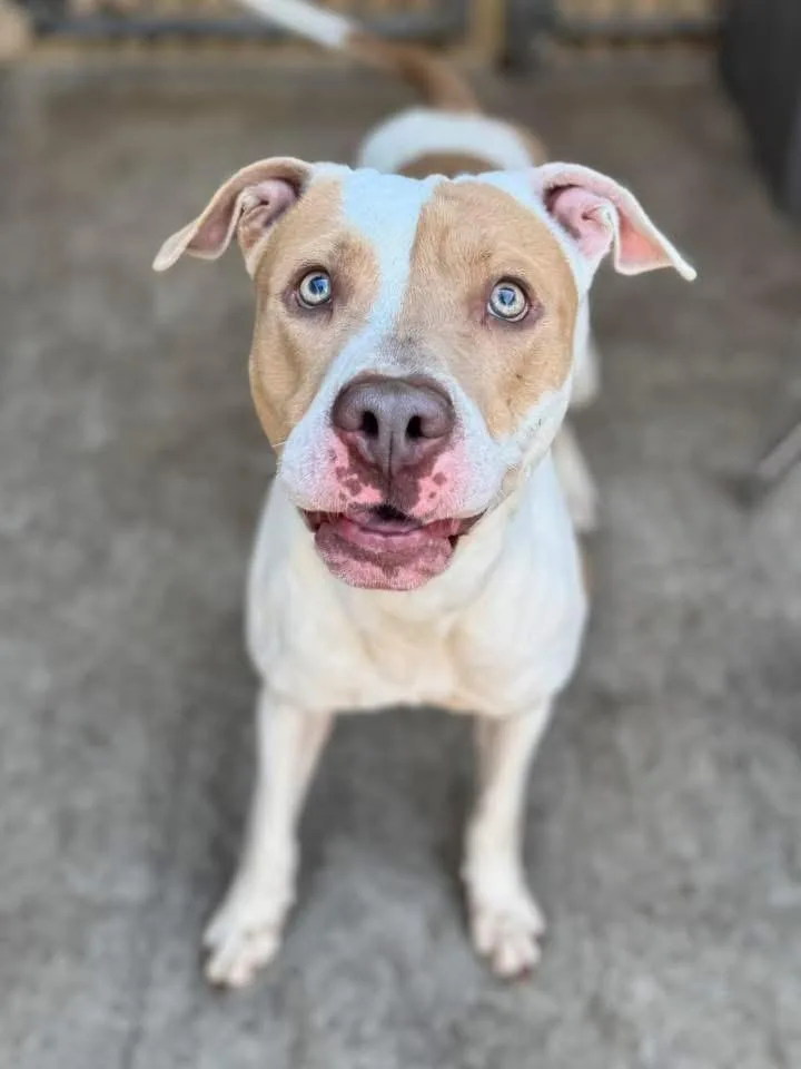 Toulouse thumbnail 4