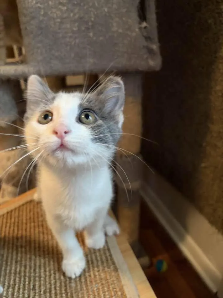 A baby medium-sized male Gray & White Domestic Short Hair cat named Ever for adoption in Cleveland, OH