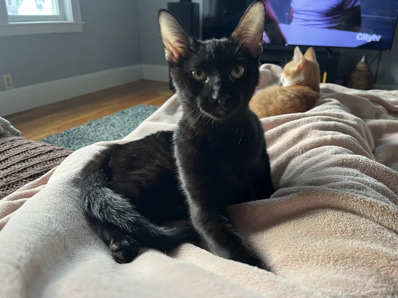 A baby medium-sized male Black Domestic Short Hair cat named Snap Dragon and Plankton for adoption in Wellesley, MA