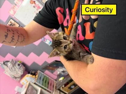 Curiosity