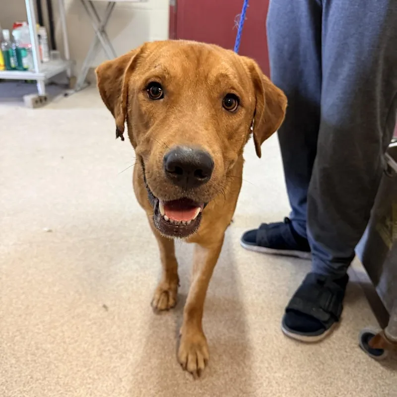 An adult large-sized male Red / Chestnut / Orange Labrador Retriever dog named Moose for adoption in Ardmore, OK